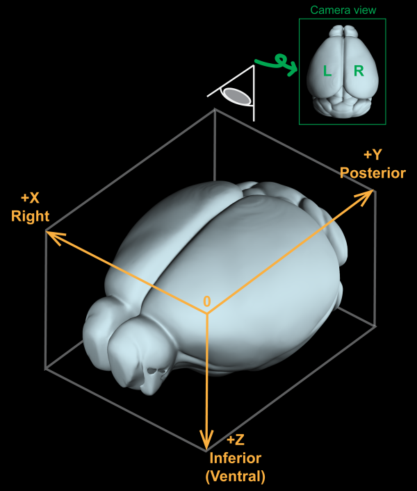 Brain Coordinates